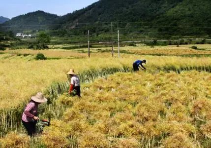 秸稈禁燒季 | 禁止一切露天焚燒秸稈行為！附縣政府禁燒通告、鎮(zhèn)政府倡議書